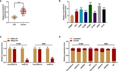 Circular RNA CHST15 Sponges miR-155-5p and miR-194-5p to Promote the Immune Escape of Lung Cancer Cells Mediated by PD-L1